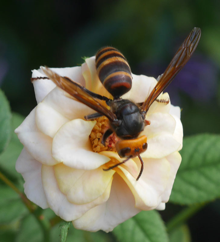 コガタスズメバチがライズンシャインの花にいた。2019年-4.jpg