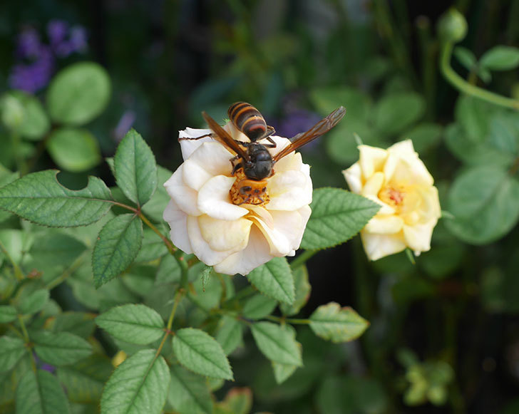 コガタスズメバチがライズンシャインの花にいた。2019年-5.jpg
