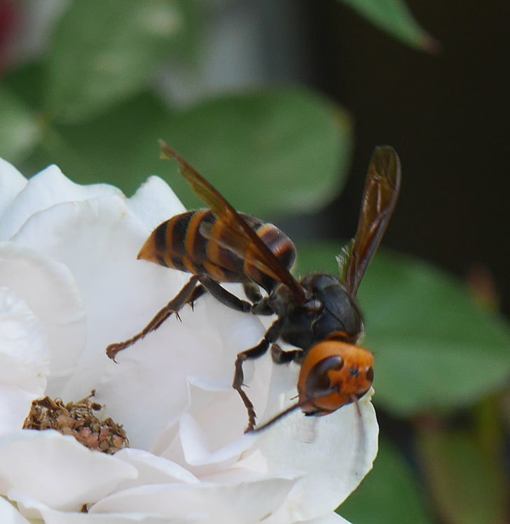 コガタスズメバチがライズンシャインの花にいた。2019年-7.jpg