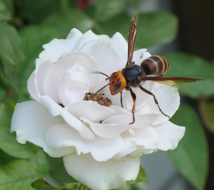 コガタスズメバチがライズンシャインの花にいた。2019年-8.jpg