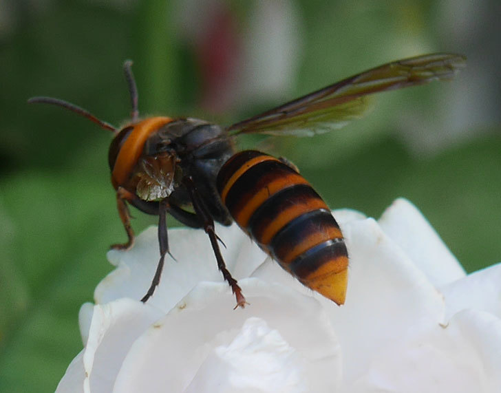 コガタスズメバチがライズンシャインの花にいた。2019年-9.jpg