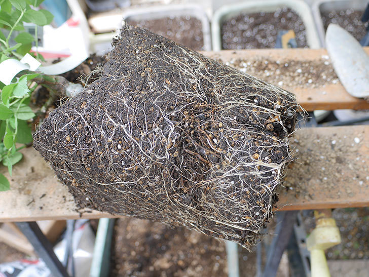 コフレ(Coffret)の大苗を8号ロングスリット鉢に植え替えた。半ツルバラ。2021年-010.jpg