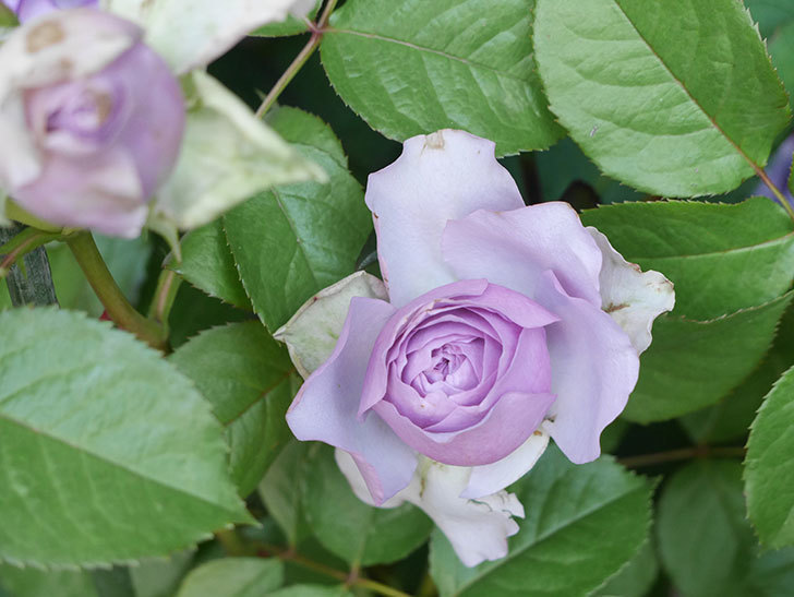 コフレ(Coffret)の花が咲いた。半ツルバラ。2021年-006.jpg