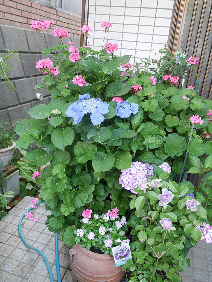 コフレ(Coffret)の花が咲いた。半ツルバラ。2021年-009.jpg