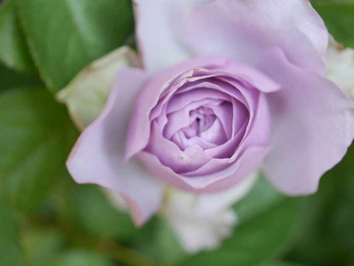 コフレ(Coffret)の花が咲いた。半ツルバラ。2021年-016.jpg