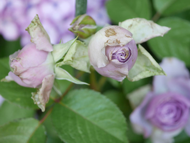 コフレ(Coffret)の花が咲いた。半ツルバラ。2021年-018.jpg