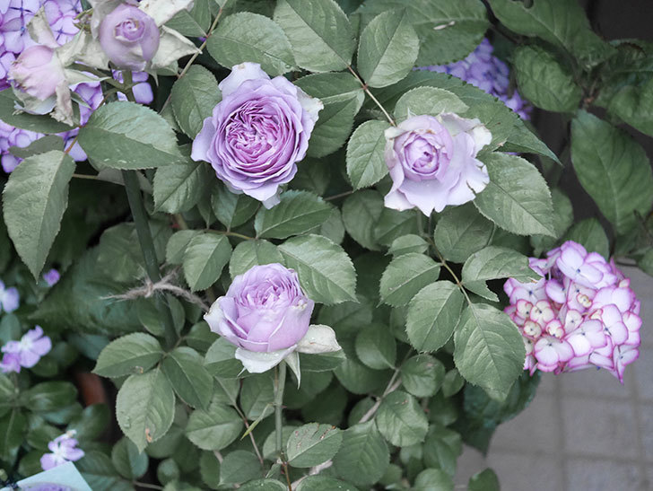 コフレ(Coffret)の花が咲いた。半ツルバラ。2021年-019.jpg