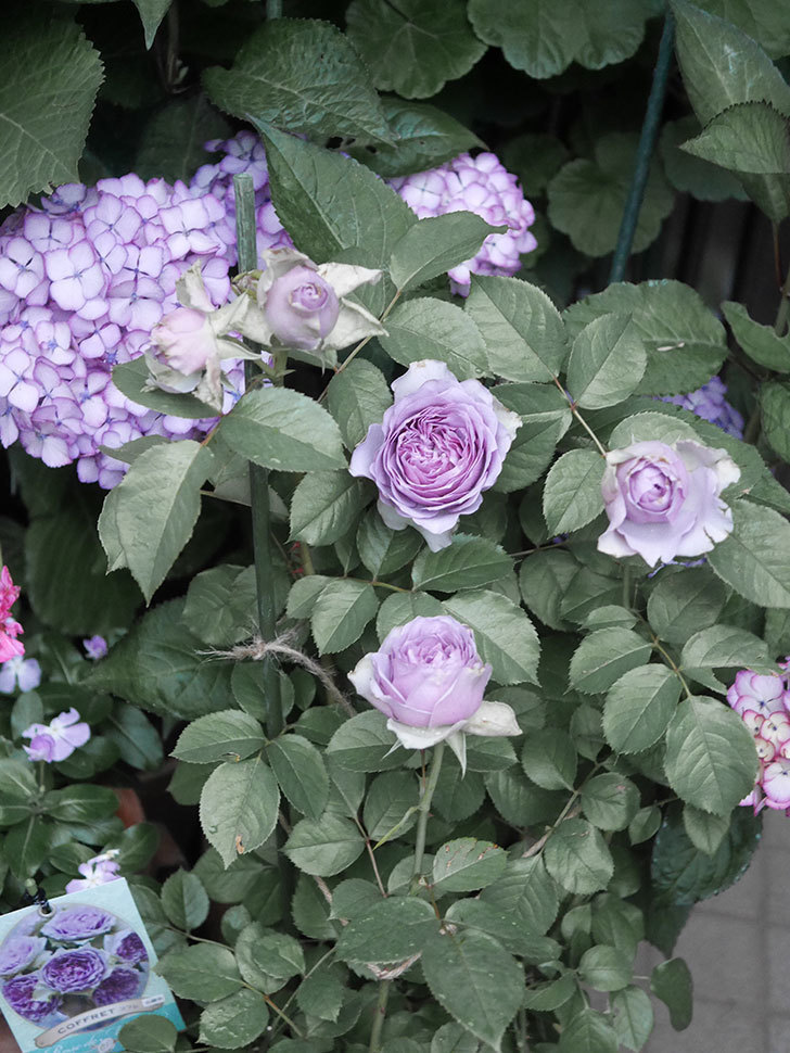 コフレ(Coffret)の花が咲いた。半ツルバラ。2021年-020.jpg