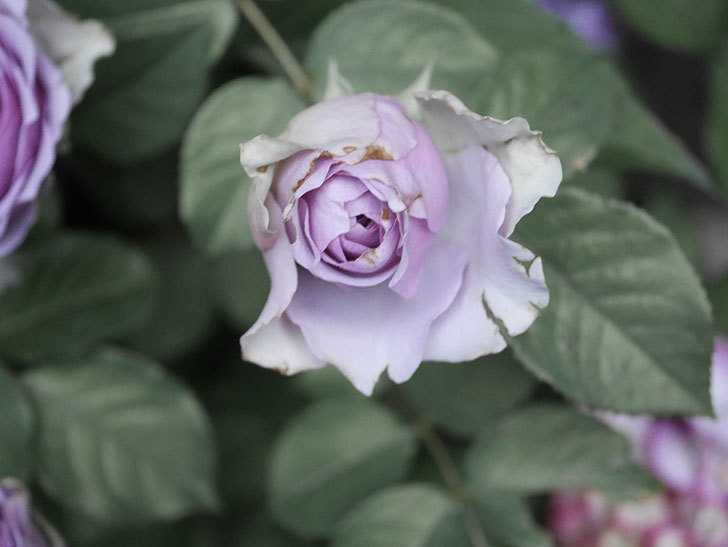コフレ(Coffret)の花が咲いた。半ツルバラ。2021年-022.jpg