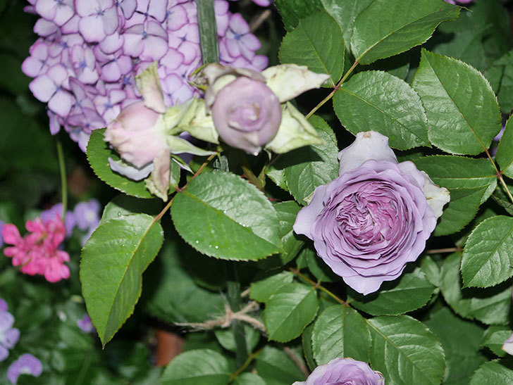 コフレ(Coffret)の花が咲いた。半ツルバラ。2021年-024.jpg