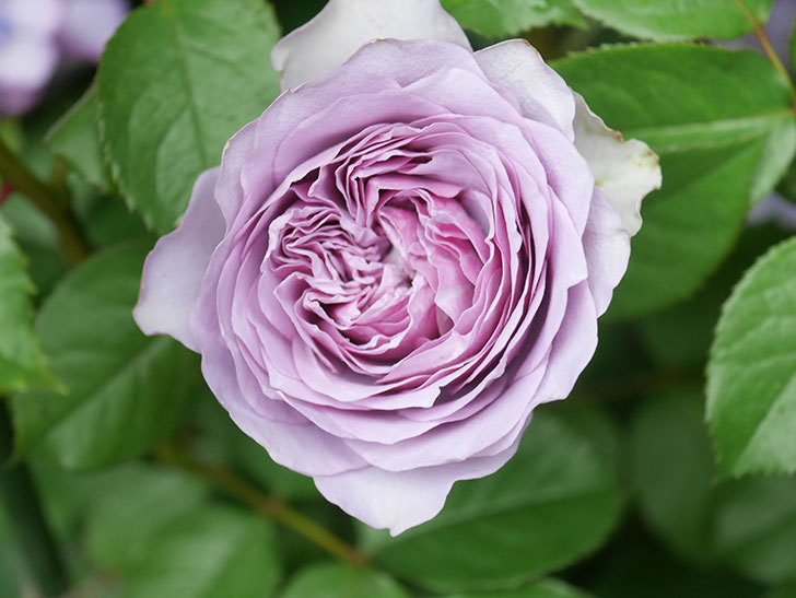 コフレ(Coffret)の花が咲いた。半ツルバラ。2021年-032.jpg