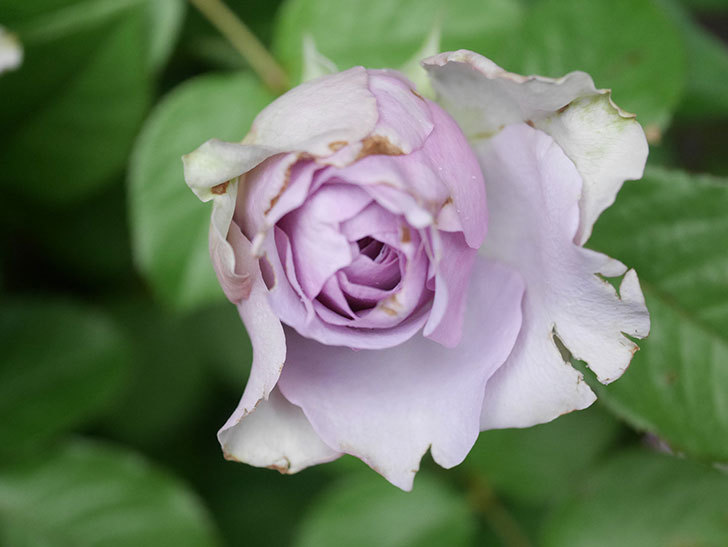 コフレ(Coffret)の花が咲いた。半ツルバラ。2021年-035.jpg