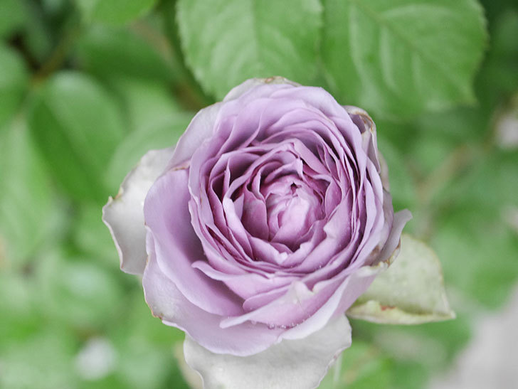 コフレ(Coffret)の花が咲いた。半ツルバラ。2021年-036.jpg