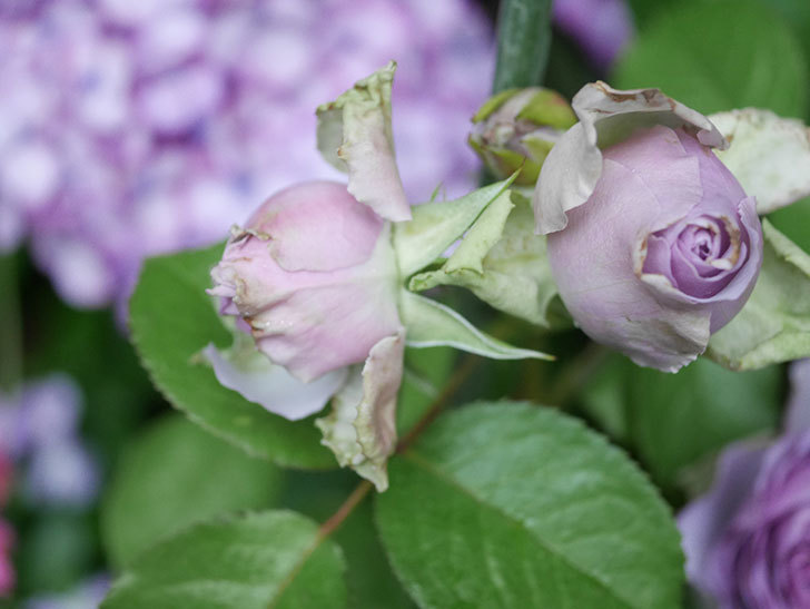 コフレ(Coffret)の花が咲いた。半ツルバラ。2021年-038.jpg