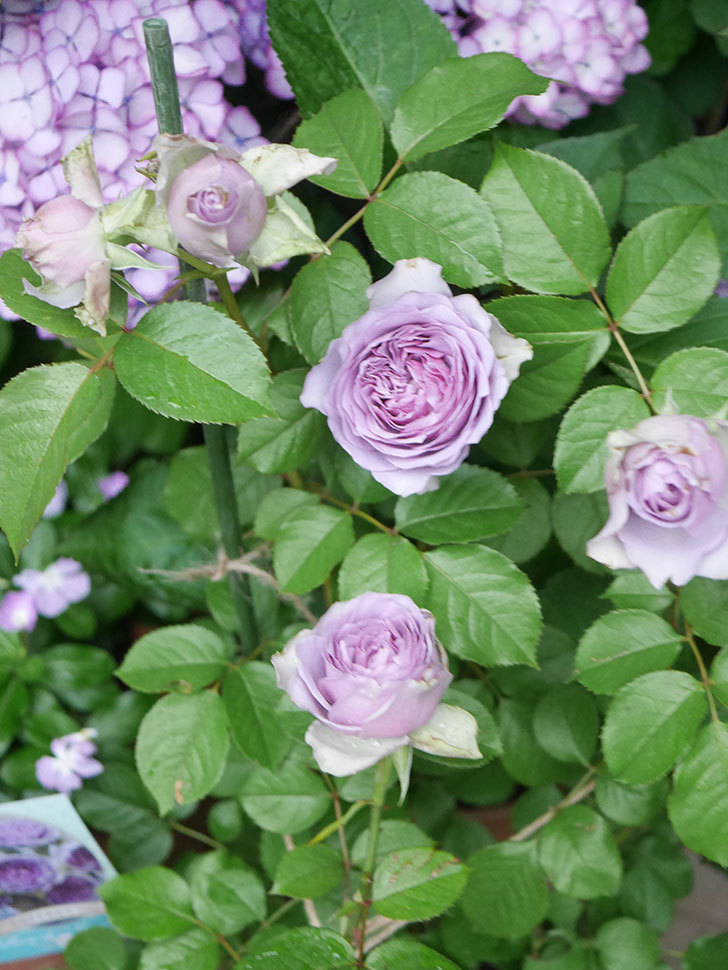 コフレ(Coffret)の花が咲いた。半ツルバラ。2021年-041.jpg