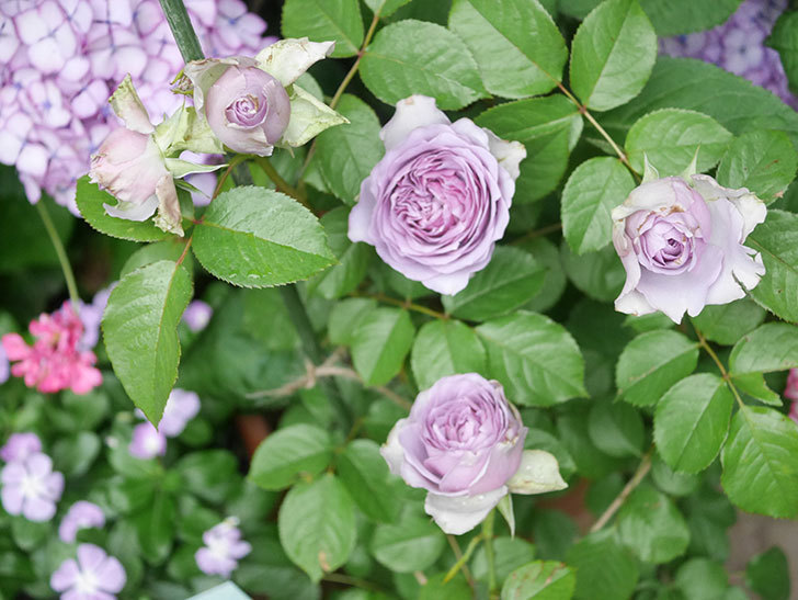 コフレ(Coffret)の花が咲いた。半ツルバラ。2021年-043.jpg