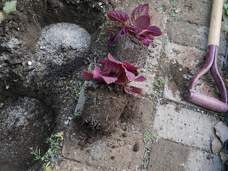 コリウス-ハイウェイの苗を地植えした。2019年-9.jpg