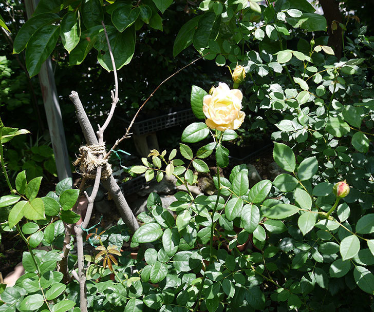 コントゥ・ドゥ・シャンパーニュ(ツルバラ)の2番花が咲いた。2017年-4.jpg