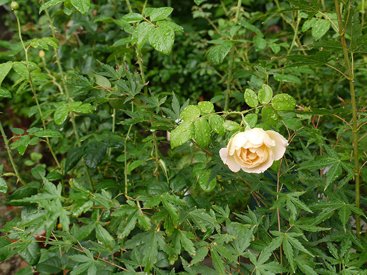 コントゥ・ドゥ・シャンパーニュ(ツルバラ)の花が咲いた。2016年-3.jpg