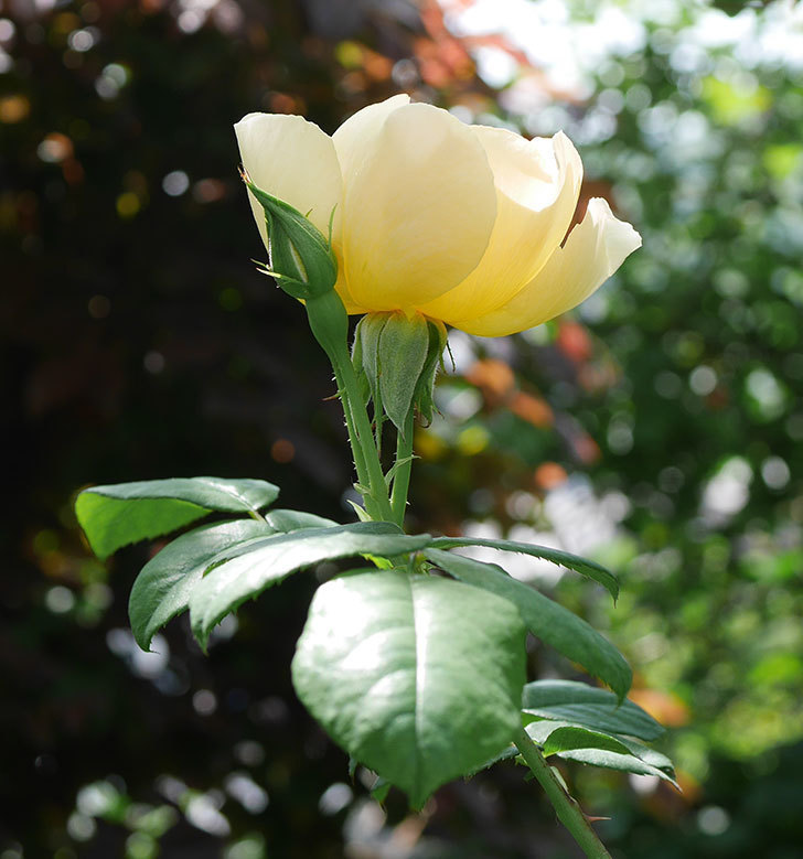 コントゥ・ドゥ・シャンパーニュ(ツルバラ)の花が咲きだした。2019年-7.jpg