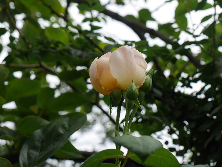 コントゥ・ドゥ・シャンパーニュ(半ツルバラ)の2番花が咲いた。2019年-6.jpg