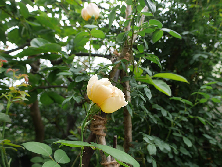 コントゥ・ドゥ・シャンパーニュ(半ツルバラ)の2番花が咲いた。2019年-7.jpg