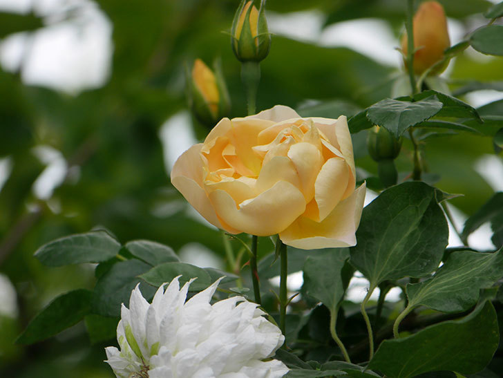 コントゥ・ドゥ・シャンパーニュ(半ツルバラ)の花が増えてきた。2020年-5.jpg