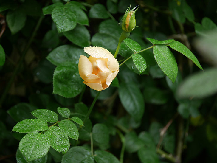 コントゥ・ドゥ・シャンパーニュ(半ツルバラ)の花が綺麗に咲いた。2020年-12.jpg