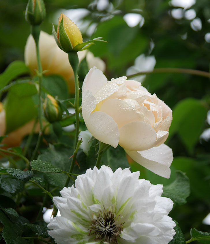 コントゥ・ドゥ・シャンパーニュ(半ツルバラ)の花が綺麗に咲いた。2020年-14.jpg