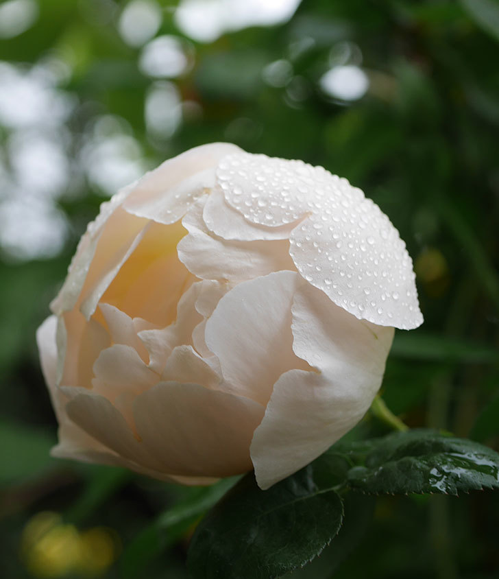 コントゥ・ドゥ・シャンパーニュ(半ツルバラ)の花が綺麗に咲いた。2020年-6.jpg