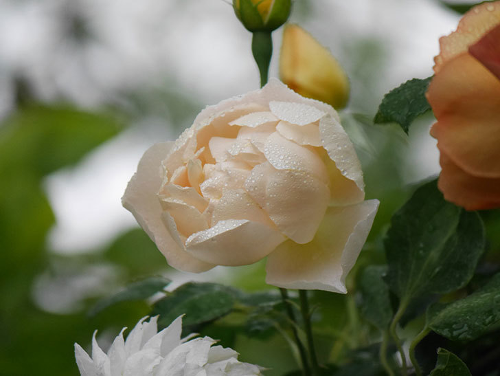 コントゥ・ドゥ・シャンパーニュ(半ツルバラ)の花が綺麗に咲いた。2020年-7.jpg