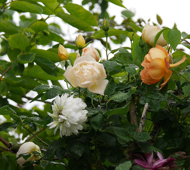 コントゥ・ドゥ・シャンパーニュ(半ツルバラ)の花が綺麗に咲いた。2020年-9.jpg