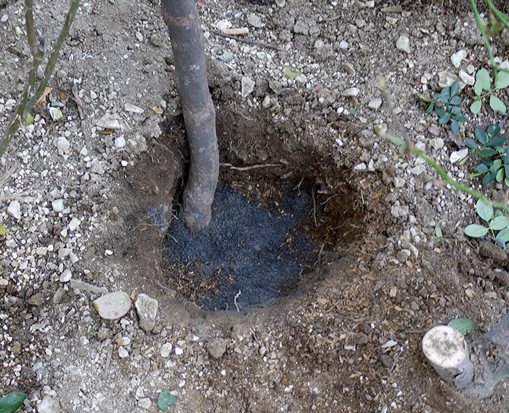 コントゥ・ドゥ・シャンパーニュに寒肥をやってオベリスク設置し誘引した。2017年-10.jpg