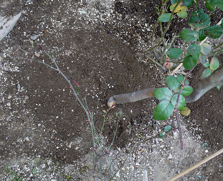 コントゥ・ドゥ・シャンパーニュに寒肥をやってオベリスク設置し誘引した。2017年-15.jpg