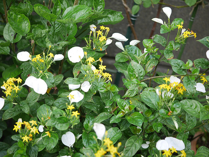 コンロンカが咲いた。2020年-022.jpg