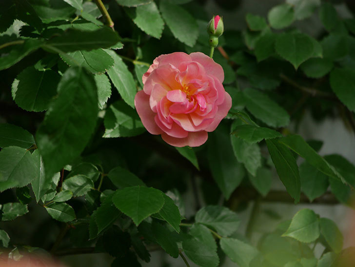 コーネリア(Cornelia)の花が咲いた。半ツルバラ。2021年-004.jpg