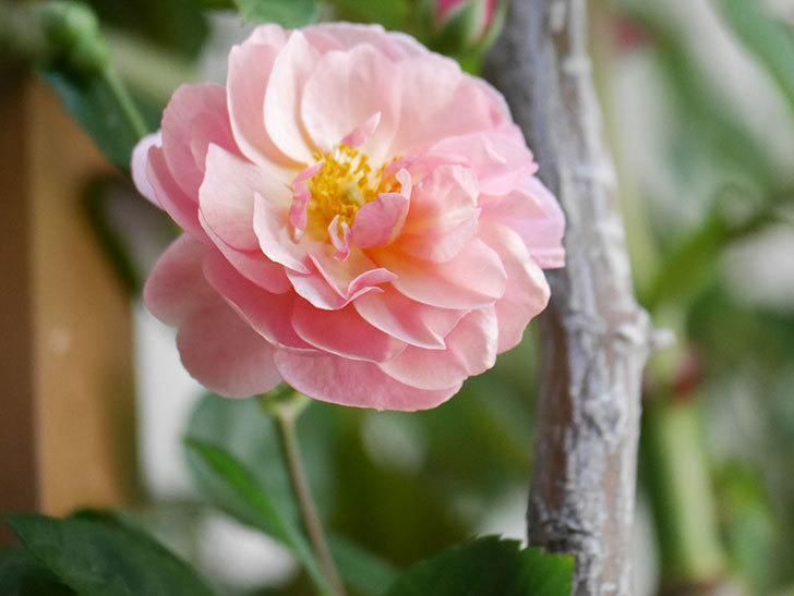コーネリア(Cornelia)の花が増えてきた。半ツルバラ。2021年-002.jpg
