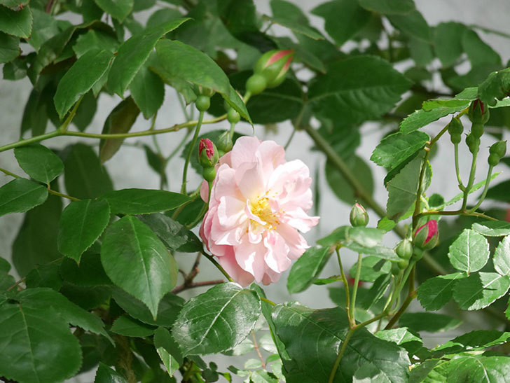コーネリア(Cornelia)の花が増えてきた。半ツルバラ。2021年-004.jpg