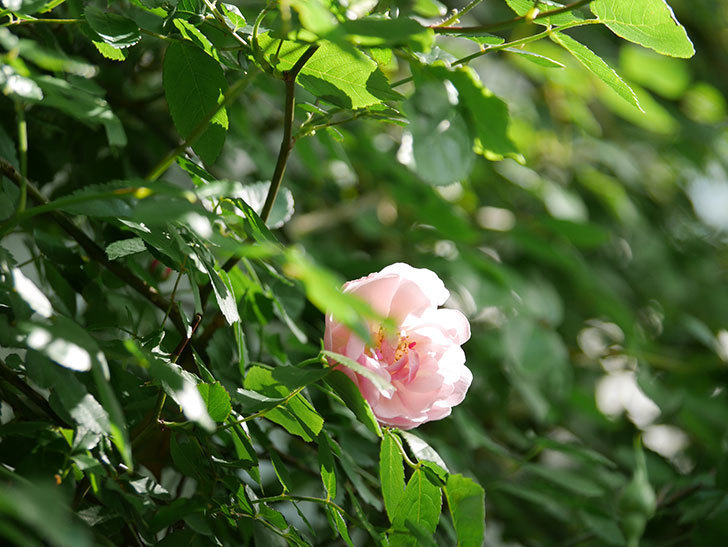 コーネリア(Cornelia)の花が増えてきた。半ツルバラ。2021年-006.jpg