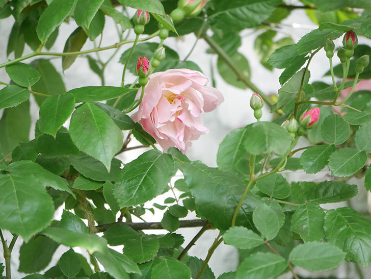 コーネリア(Cornelia)の花が増えてきた。半ツルバラ。2021年-007.jpg