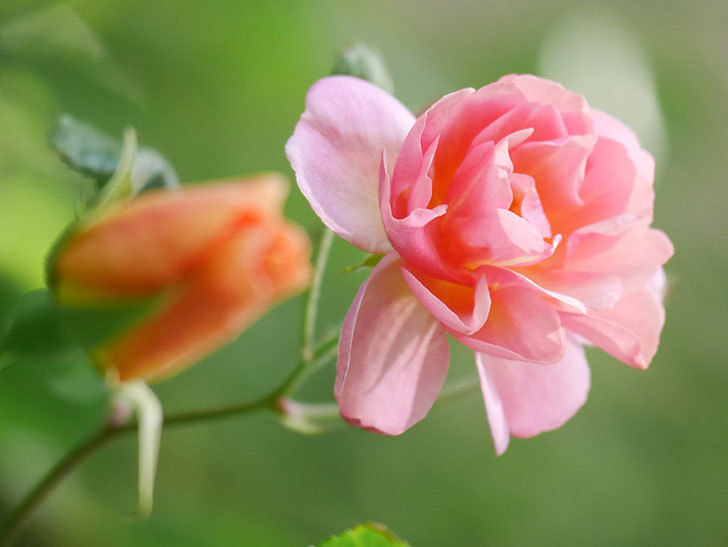 コーネリア(Cornelia)の花が増えてきた。半ツルバラ。2021年-010.jpg