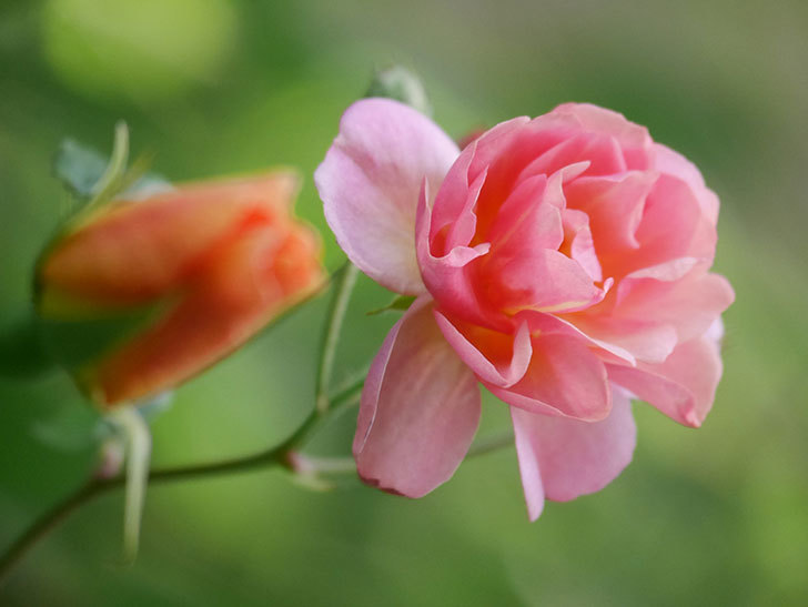 コーネリア(Cornelia)の花が増えてきた。半ツルバラ。2021年-011.jpg