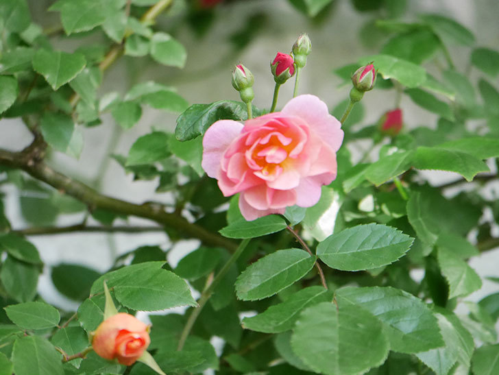 コーネリア(Cornelia)の花が増えてきた。半ツルバラ。2021年-012.jpg