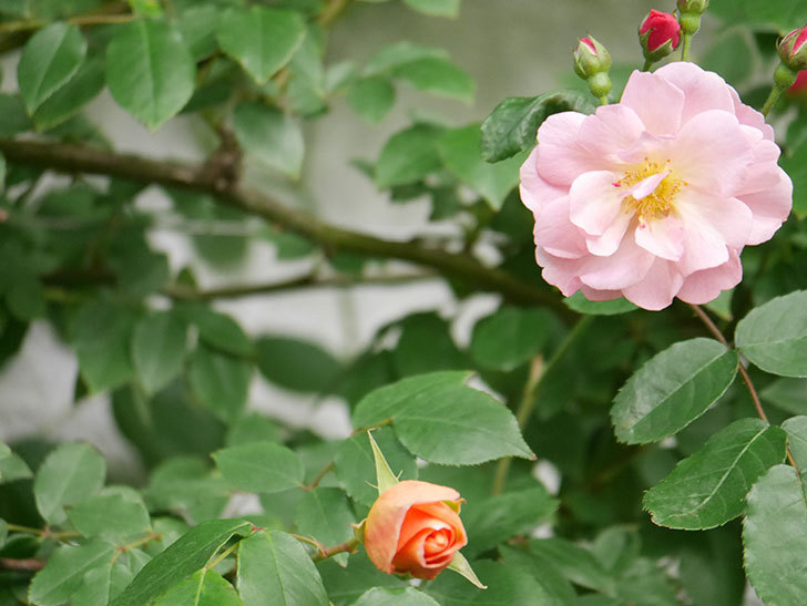 コーネリア(Cornelia)の花が増えてきた。半ツルバラ。2021年-018.jpg