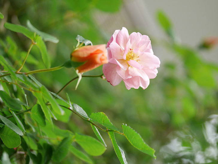 コーネリア(Cornelia)の花が増えてきた。半ツルバラ。2021年-020.jpg