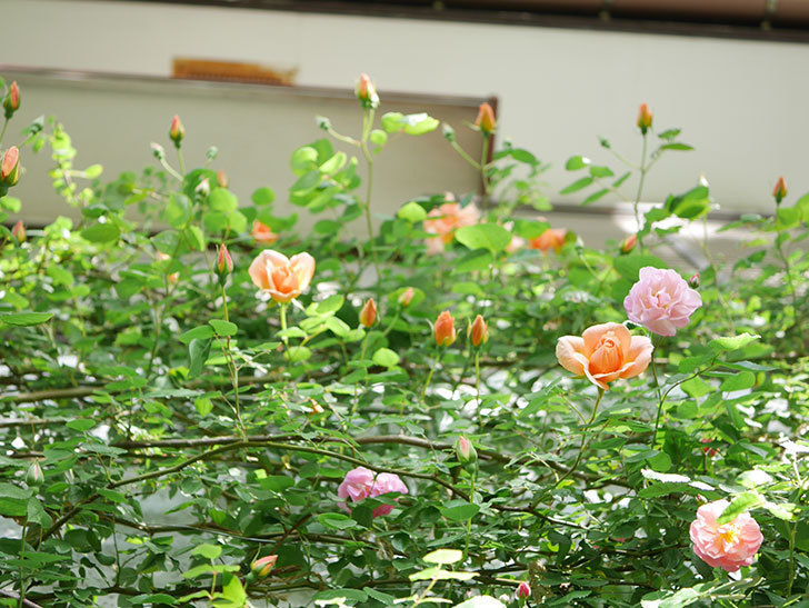 コーネリア(Cornelia)の花が増えてきた。半ツルバラ。2021年-022.jpg
