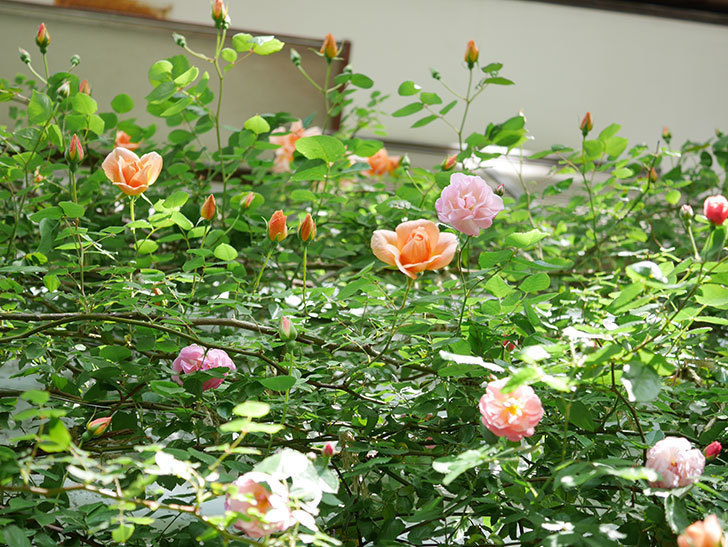 コーネリア(Cornelia)の花が増えてきた。半ツルバラ。2021年-023.jpg