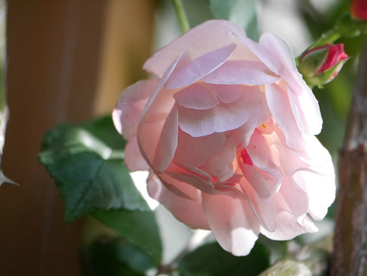 コーネリア(Cornelia)の花が増えてきた。半ツルバラ。2021年-025.jpg