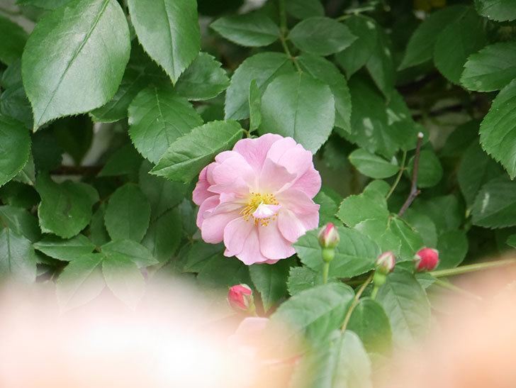 コーネリア(Cornelia)の花が増えてきた。半ツルバラ。2021年-026.jpg