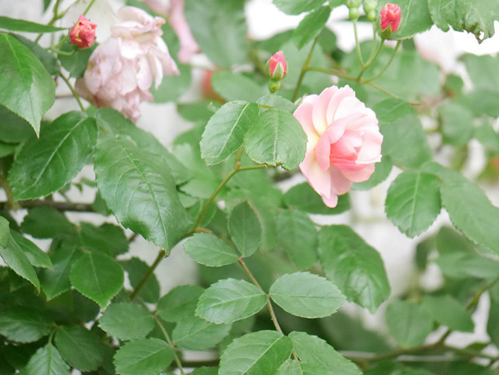 コーネリア(Cornelia)の花が増えてきた。半ツルバラ。2021年-028.jpg